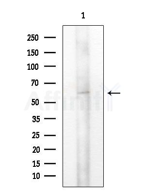 Phospho-BCL-3 (Ser402) Antibody - Western blot analysis of extracts from Mouse testis, using Phospho-BCL-3 (Ser402) Antibody at 1/1000 dilution.