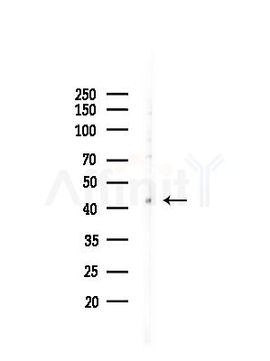 Phospho-EIF2S2 (Ser2) Antibody - Western blot analysis of lysates from HepG2 cells(UV,30min treatment), using Phospho-EIF2S2 (Ser2) Antibody at 1/1000 dilution.