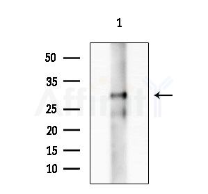 Phospho-EIF6 (Ser235) Antibody - Western blot analysis of extracts from HepG2 cells(UV treatment), using Phospho-EIF6 (Ser235) Antibody at 1/1000 dilution.