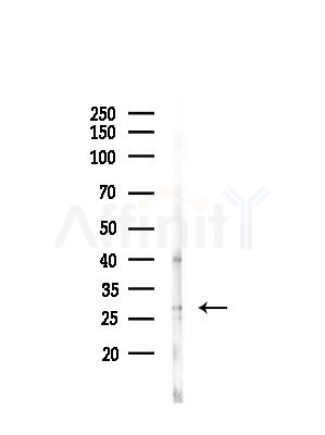 Phospho-EIF6 (Ser235) Antibody - Western blot analysis of lysates from HepG2 cells(UV,30min treatment), using Phospho-EIF6 (Ser235) Antibody at 1/1000 dilution.