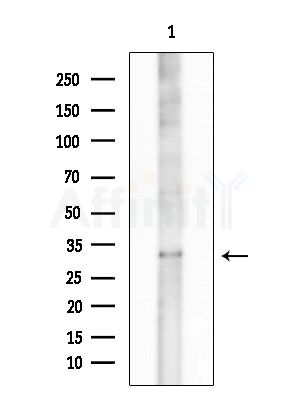 Phospho-NDEL1 (Thr219) Antibody - Western blot analysis of extracts from HepG2 cells(UV treatment), using Phospho-NDEL1 (Thr219) Antibody at 1/1000 dilution.