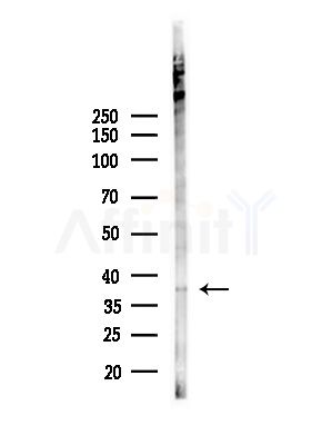 Phospho-NDEL1 (Thr219) Antibody - Western blot analysis of lysates from HepG2 cells(UV,30min treatment), using Phospho-NDEL1 (Thr219) Antibody at 1/1000 dilution.