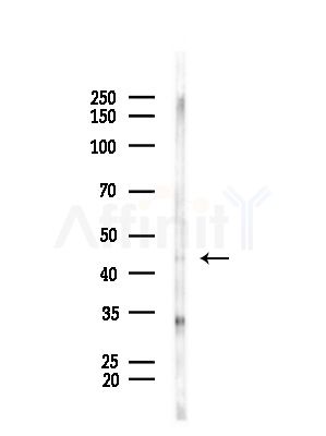 Phospho-NDRG1 (Ser330) Antibody - Western blot analysis of lysates from Mouse testis, using Phospho-NDRG1 (Ser330) Antibody at 1/1000 dilution.
