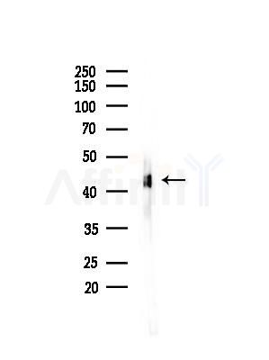 Phospho-NDRG1 (Thr346) Antibody - Western blot analysis of lysates from Mouse testis, using Phospho-NDRG1 (Thr346) Antibody at 1/1000 dilution.