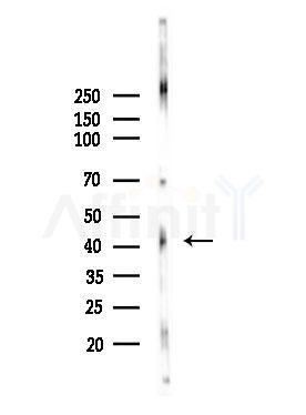 Phospho-Rad2/FEN1 (Ser187) Antibody - Western blot analysis of lysates from Mouse testis, using Phospho-Rad2/FEN1 (Ser187) Antibody at 1/1000 dilution.