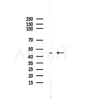 Phospho-RCC1 (Ser11) Antibody - Western blot analysis of lysates from Mouse testis, using Phospho-RCC1 (Ser11) Antibody at 1/1000 dilution.