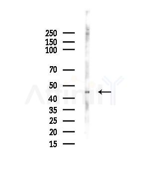 Phospho-RCC1 (Ser11) Antibody - Western blot analysis of lysates from Hela cells(heat-shock,45min treatment), using Phospho-RCC1 (Ser11) Antibody at 1/1000 dilution.