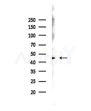 Phospho-RCC1 (Ser11) Antibody - Western blot analysis of lysates from 293 cells(LPS,4h treatment), using Phospho-RCC1 (Ser11) Antibody at 1/1000 dilution.