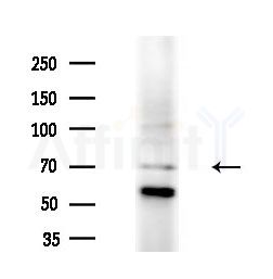 Phospho-SLAM / CD150 (Tyr281) Antibody - Western blot analysis of extracts from 293 cells(starvation treatment), using Phospho-SLAM / CD150 (Tyr281) Antibody at 1/1000 dilution.