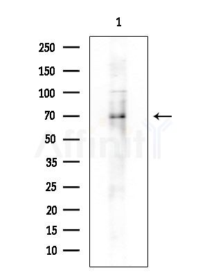 Phospho-TRF2 (Ser323)[Ser365] Antibody - Western blot analysis of extracts from 293 cells
(LPS 4h treatment), using Phospho-TRF2 (Ser323)[Ser365] Antibody at 1/1000 dilution.