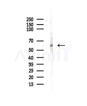 Phospho-TRF2 (Ser323)[Ser365] Antibody - Western blot analysis of lysates from 293 cells(LPS,4h treatment), using Phospho-TRF2 (Ser323)[Ser365] Antibody at 1/1000 dilution.