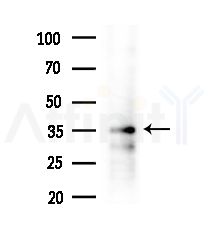 Phospho-CKB (Ser199) Antibody - Western blot analysis of extracts from HepG2 cells(LPS,4h treatment), using Phospho-CKB (Ser199) Antibody at 1/1000 dilution.