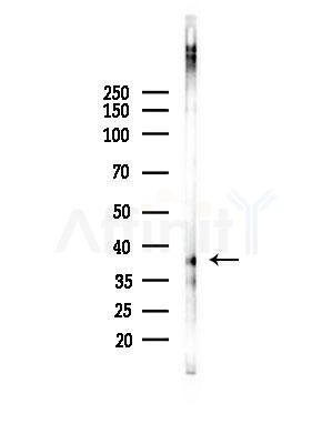 Phospho-CKB (Ser199) Antibody - Western blot analysis of lysates from HepG2 cells(LPS, 4h treatment), using Phospho-CKB (Ser199) Antibody at 1/1000 dilution.