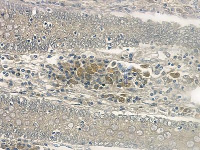 Phospho-FH (Thr90) Antibody - AF8603 at 1/100 staining human normal colon tissue by IHC-P.