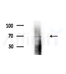 A-Myb Antibody - Western blot analysis of extracts from 3T3-L1 cells(heat-shock,45min treatment), using A-Myb Antibody at 1/1000 dilution.