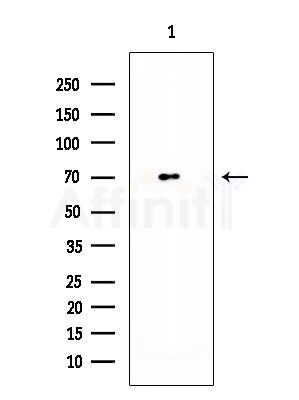 ARHGEF19 Antibody - Western blot analysis of extracts from HUVEC cells, using ARHGEF19 Antibody at 1/1000 dilution.