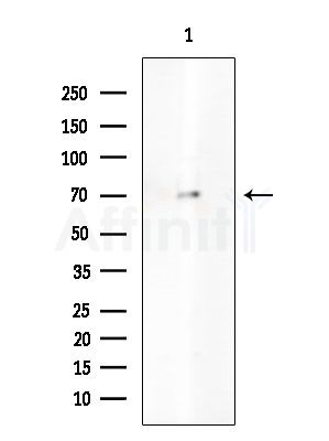 ARHGEF19 Antibody - Western blot analysis of extracts from Rat testis, using ARHGEF19 Antibody at 1/1000 dilution.