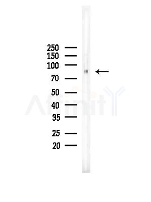 ARHGEF19 Antibody - Western blot analysis of lysates from Rat testis, using ARHGEF19 Antibody at 1/1000 dilution.