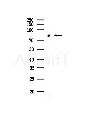 ARHGEF19 Antibody - Western blot analysis of lysates from HUVEC cells, using ARHGEF19 Antibody at 1/1000 dilution.