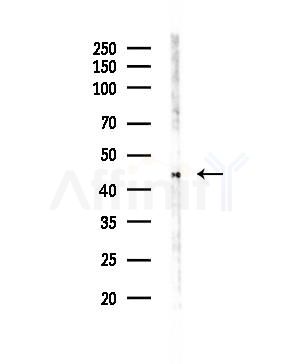 ARP-1 Antibody - Western blot analysis of lysates from PC12 cells(LPS 4h treatment), using ARP-1 Antibody at 1/1000 dilution.