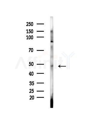 Arrdc1 Antibody - Western blot analysis of lysates from Mouse brain, using Arrdc1 Antibody at 1/1000 dilution.