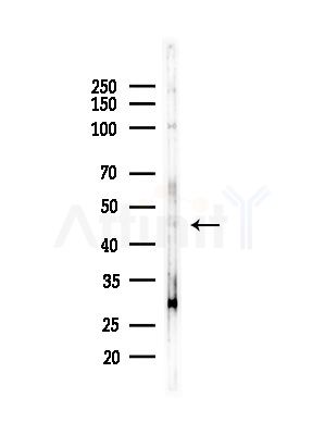 Arrdc4 Antibody - Western blot analysis of lysates from HepG2 cells(LPS,4h treatment), using Arrdc4 Antibody at 1/1000 dilution.