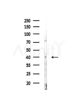 Arrestin C Antibody - Western blot analysis of lysates from 293 cells(LPS,4h treatment), using Arrestin C Antibody at 1/1000 dilution.