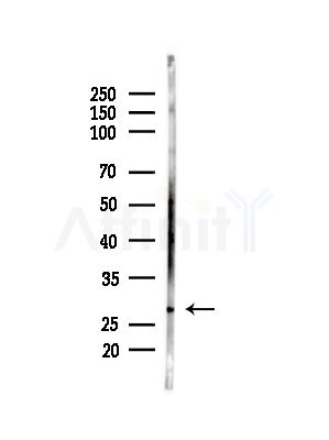 ASF1B Antibody - Western blot analysis of lysates from Mouse brain, using ASF1B Antibody at 1/1000 dilution.