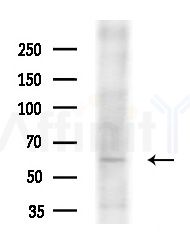 BEGAIN Antibody - Western blot analysis of extracts from HepG2 cells(starvation treatment), using BEGAIN Antibody at 1/1000 dilution.