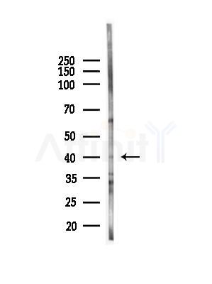 CD158f2 Antibody - Western blot analysis of lysates from HepG2 cells(starvation,24h treatment), using CD158f2 Antibody at 1/1000 dilution.