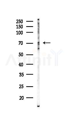 CDC16/APC6 Antibody - Western blot analysis of lysates from Mouse brain, using CDC16/APC6 Antibody at 1/1000 dilution.