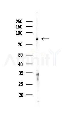 CDC16/APC6 Antibody - Western blot analysis of lysates from RAW264.