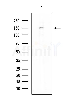 CRSP130 Antibody - Western blot analysis of extracts from Rat testis, using CRSP130 Antibody at 1/1000 dilution.