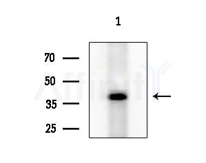 DHHC-9 Antibody - Western blot analysis of extracts from 293 cells
(LPS 4h treatment), using DHHC-9 Antibody at 1/1000 dilution.