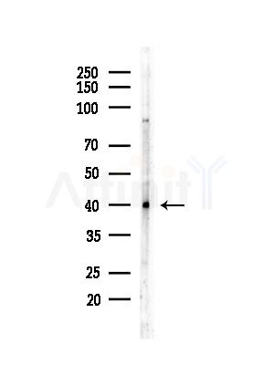 Ephrin-B3 Antibody - Western blot analysis of lysates from HepG2 cells(LPS,4h treatment), using Ephrin-B3 Antibody at 1/1000 dilution.