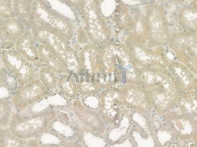 ETL Antibody - AF9063 at 1/100 staining human normal kidney tissue by IHC-P.