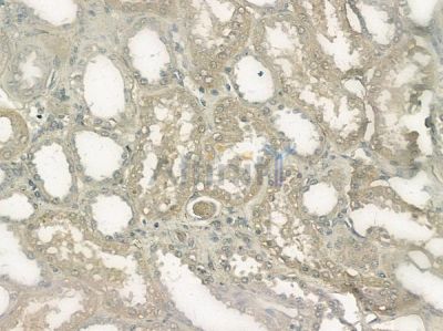 ETL Antibody - AF9063 at 1/100 staining human normal kidney tissue by IHC-P.