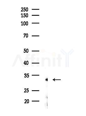 FoxR1 Antibody - Western blot analysis of lysates from MDA-MB-231 cells(heat-shock,45min treatment), using FoxR1 Antibody at 1/1000 dilution.