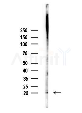 GAS3 Antibody - Western blot analysis of lysates from PC12 cells(heat-shock,45min treatment), using GAS3 Antibody at 1/1000 dilution.