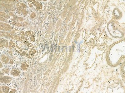 GPR41 Antibody - AF9075 at 1/100 staining human normal gastric tissue by IHC-P.