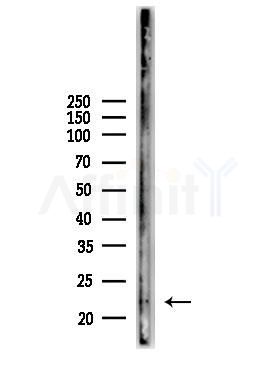 Granzyme H Antibody - Western blot analysis of lysates from Mouse testis, using Granzyme H Antibody at 1/1000 dilution.