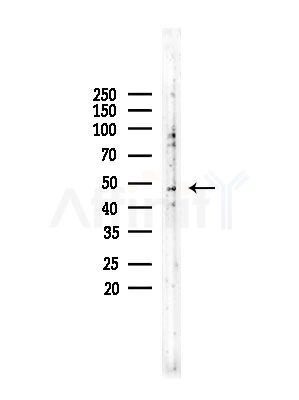 HORMAD1 Antibody - Western blot analysis of lysates from Rat testis, using HORMAD1 Antibody at 1/1000 dilution.