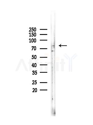IL-1R9 Antibody - Western blot analysis of lysates from Rat testis, using IL-1R9 Antibody at 1/1000 dilution.