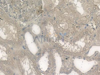 InsP5 2-kinase Antibody - AF9097 at 1/100 staining human normal kidney tissue by IHC-P.