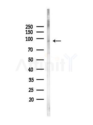 LONP2 Antibody - Western blot analysis of lysates from Mouse testis, using LONP2 Antibody at 1/1000 dilution.