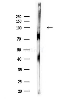 LRP10 Antibody - Western blot analysis of lysates from Mouse testis, using LRP10 Antibody at 1/1000 dilution.