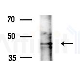 MCT12 Antibody - Western blot analysis of extracts from Rat liver, using MCT12 Antibody at 1/1000 dilution.