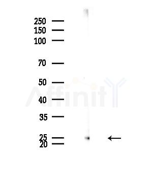 Mob3C Antibody - Western blot analysis of lysates from Mouse brain, using Mob3C Antibody at 1/1000 dilution.