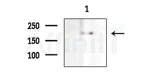 MPP1 Antibody - Western blot analysis of extracts from Mouse brain, using MPP1 Antibody at 1/1000 dilution.