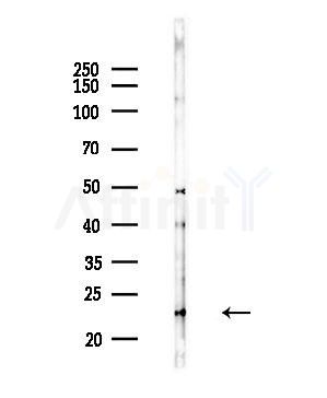 MRP-L48 Antibody - Western blot analysis of lysates from Hela cells(heat-shock,45min treatment), using MRP-L48 Antibody at 1/1000 dilution.